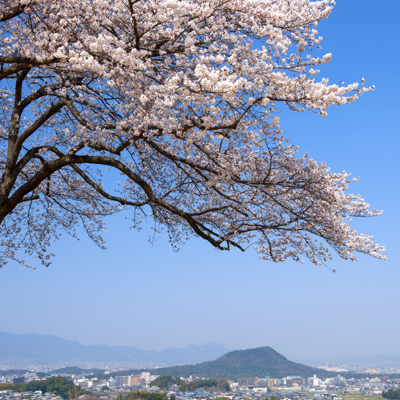 甘樫丘地区