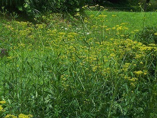 06.jpg