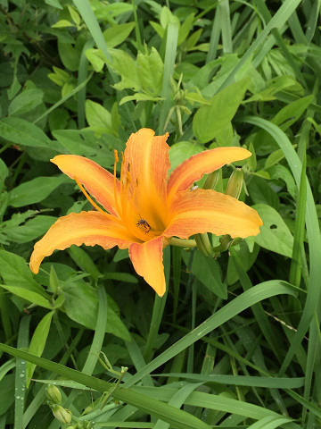20160714-7.jpg