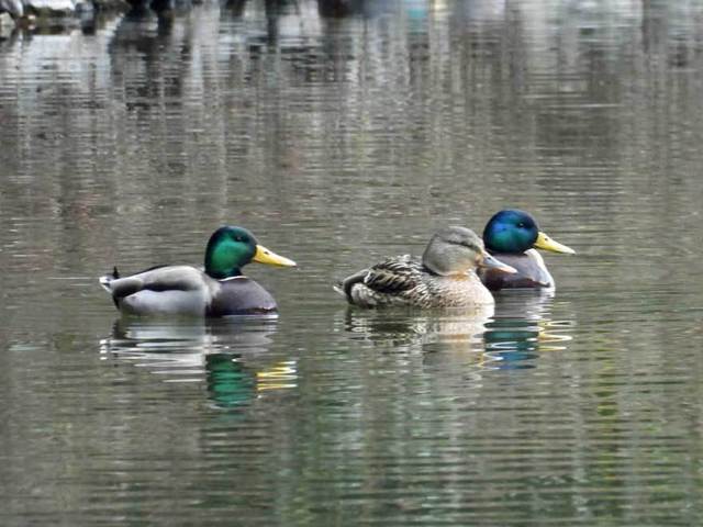 DSCN2562.jpg