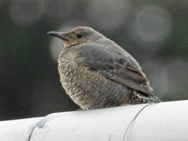 DSCN2565.jpg