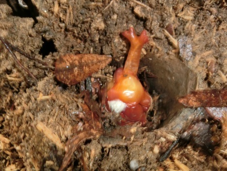 カブトムシ.jpg