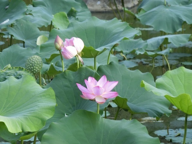 写真同好会04.jpg