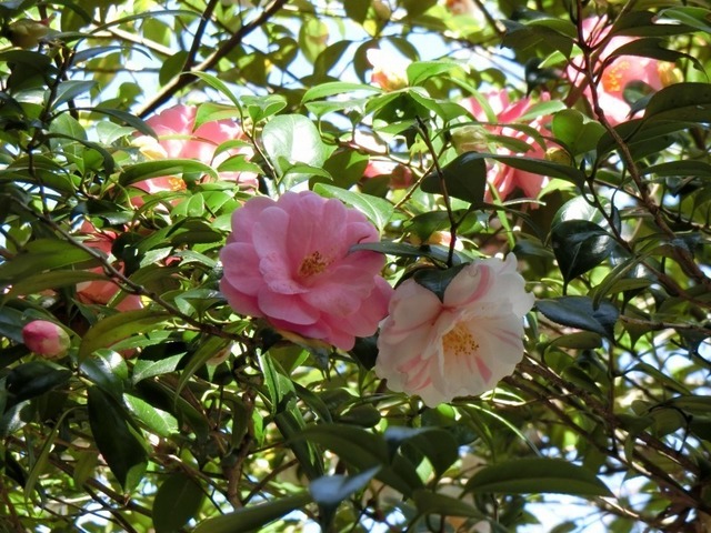 紅白椿。甘樫茶屋から階段を登り、途中にて撮影（3月22日）