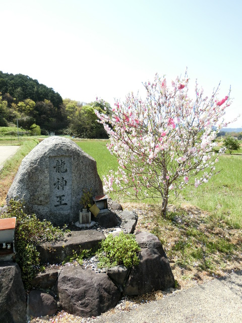 写真同好会4月ハナモモ.jpg
