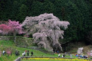 又兵衛桜.jpg