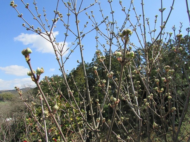 自然（3月）04.jpg