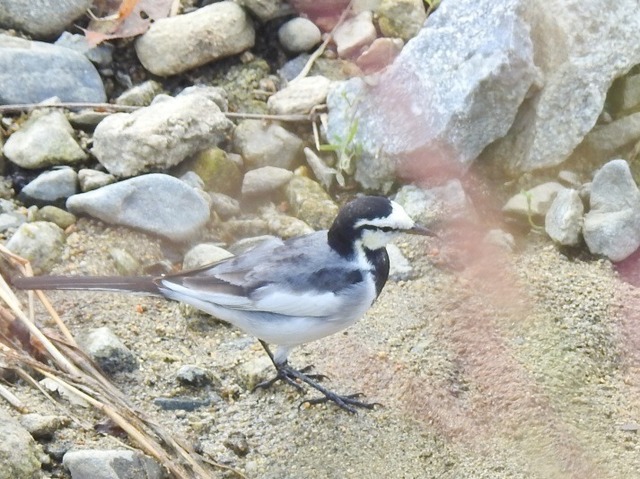 野鳥06.jpg