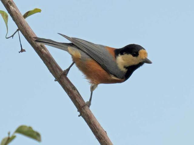 野鳥06.jpg