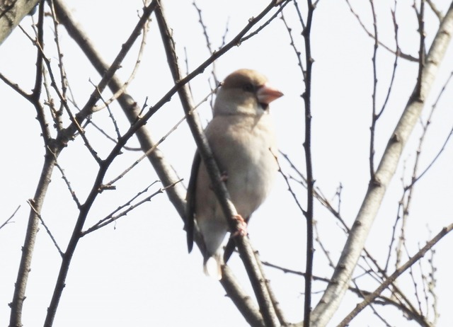 野鳥2.jpg