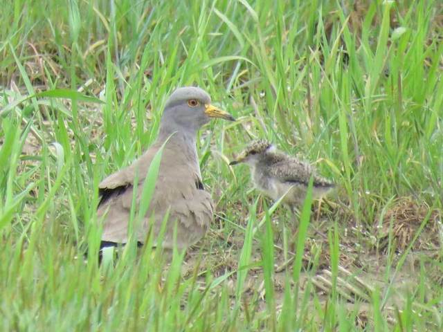 野鳥4月02.jpg