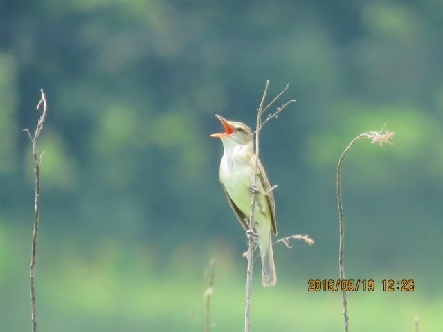 IMG_7510.jpg