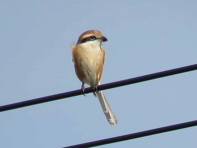 NO2_IMG_0992モズ.jpg